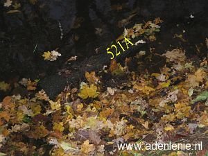 521a-spanische-ley-in-sloot-n-zijde
