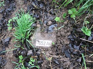 652a-n-zijde-millingen-ad-rijn1