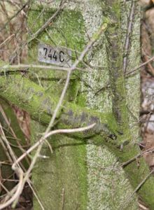 744c-omg-ijzerlo-n-ijde