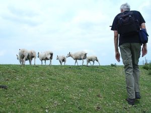 048-harry-en-schapen