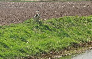 115-radewijker-beek-n-zijde