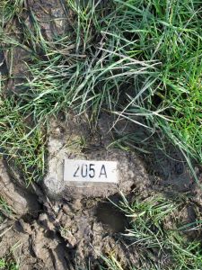 205A-platveld-omg.-bocholtzerheide
