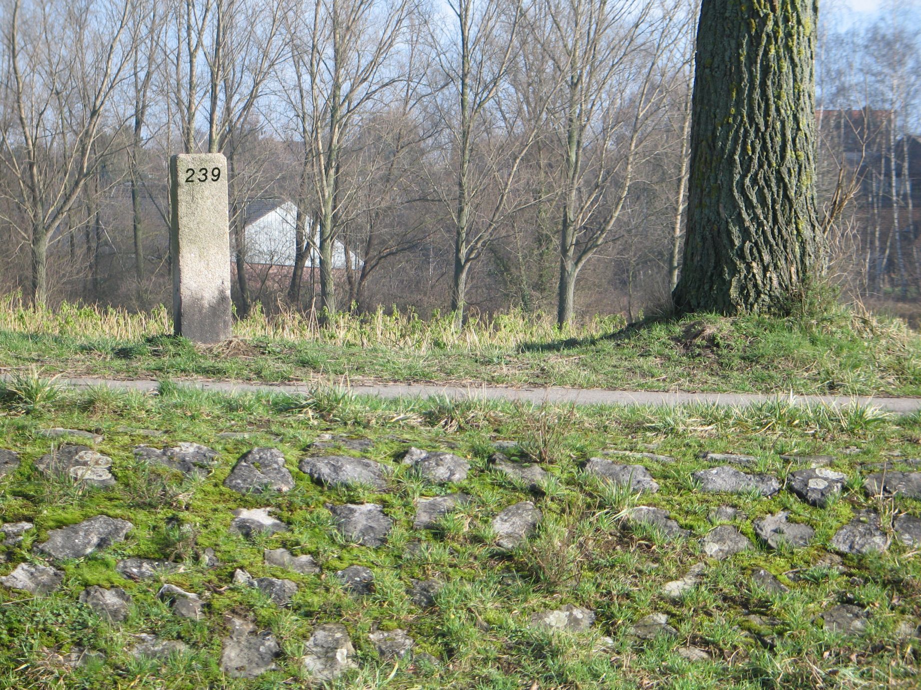 239 d zijde marienberg langs  worm.jpg