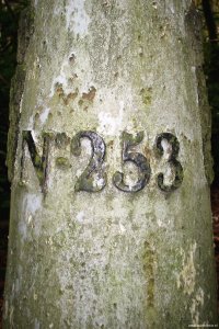 253 gemeentebossen-prive-terrein-detail