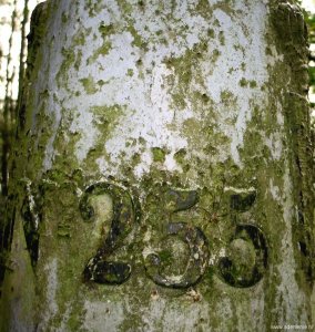 255-grenspaal-omg-molenberg-detail