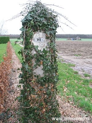 345-omg-haaren-detail
