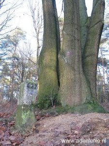 422-groene-woud-swalmen