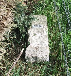 558b-terug-plaatsen-hommersum-in-gras