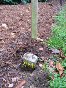 559a-bij-wit-huis-in-tuin-hommersum