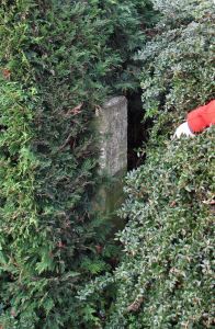 569-n-zijde-in-thuja-haag