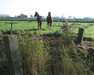573-dubbele-grenspalen-paarden