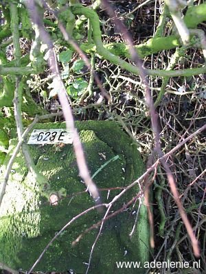 623e-hauptstrasse-wyler