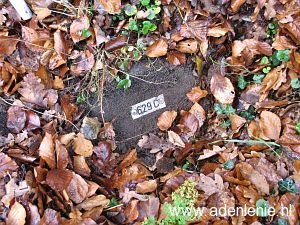 629c-oude-kleefse-baan