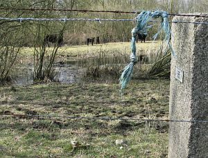 666-eefkamerlingschap-koeien-2