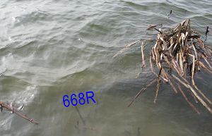 668r-meeuwenpolder-oude-rijn-omg-babberich