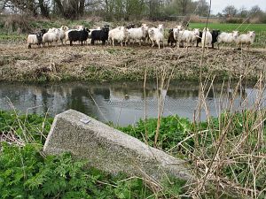 711n-hetterlandwehr-schapen-1