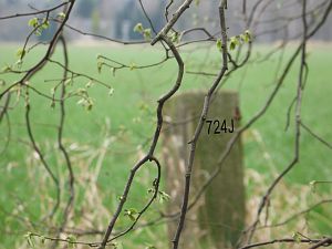 724j-langs-regniet-bach