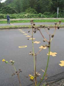 731-anholtseweg-markering