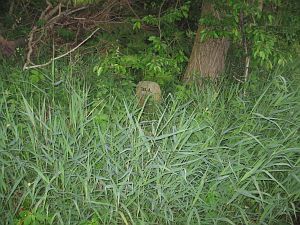 781a-ratum-hessinghook