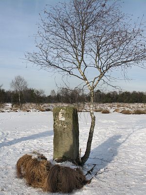 838c-berkenboompje1