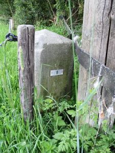 09-dinkelwiesen