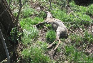015-grenspalenwandeling-dode-ree